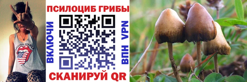 кракен рабочий сайт  Волосово  Псилоцибиновые грибы Cubensis  купить  